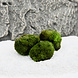 Waterplant Moosball Chladoflora M 3-4cm Großpackung 50 Stück
