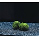 Waterplant Moosball Chladoflora M 3-4cm Großpackung 50 Stück