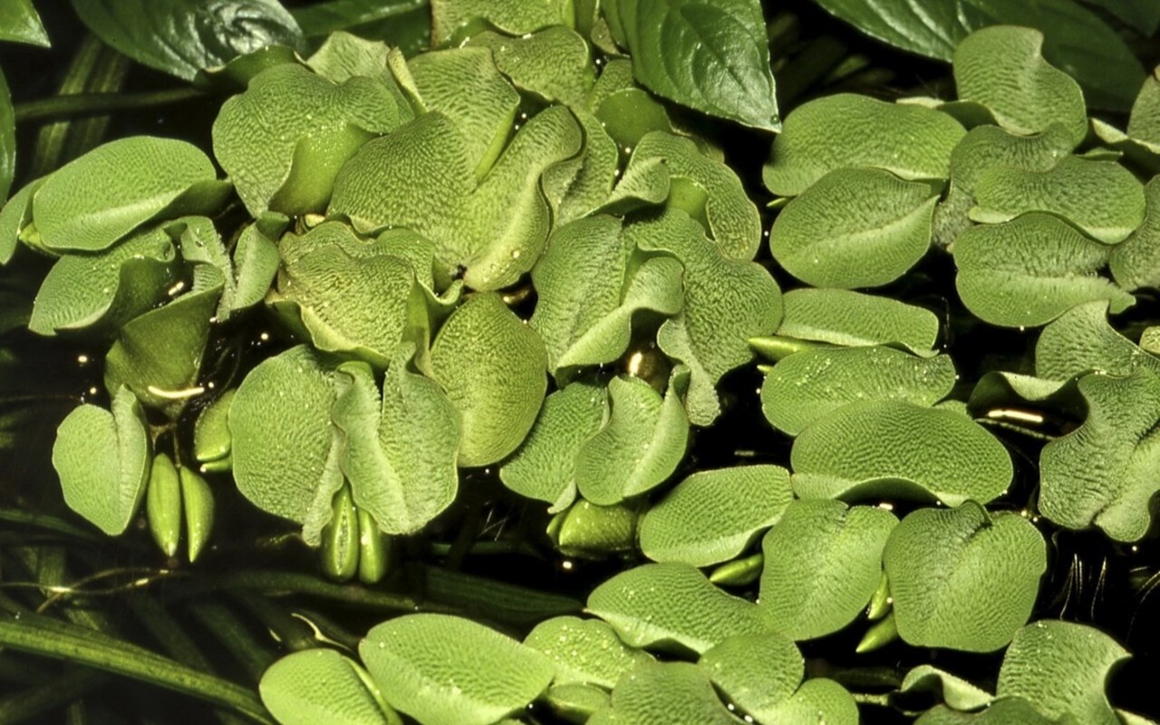 Wasserpflanze Salvinia minima Wasserpflanze Salvinia minima