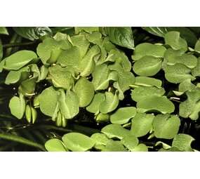 Waterplant Salvinia minima