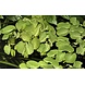Wasserpflanze Salvinia minima Wasserpflanze Salvinia minima