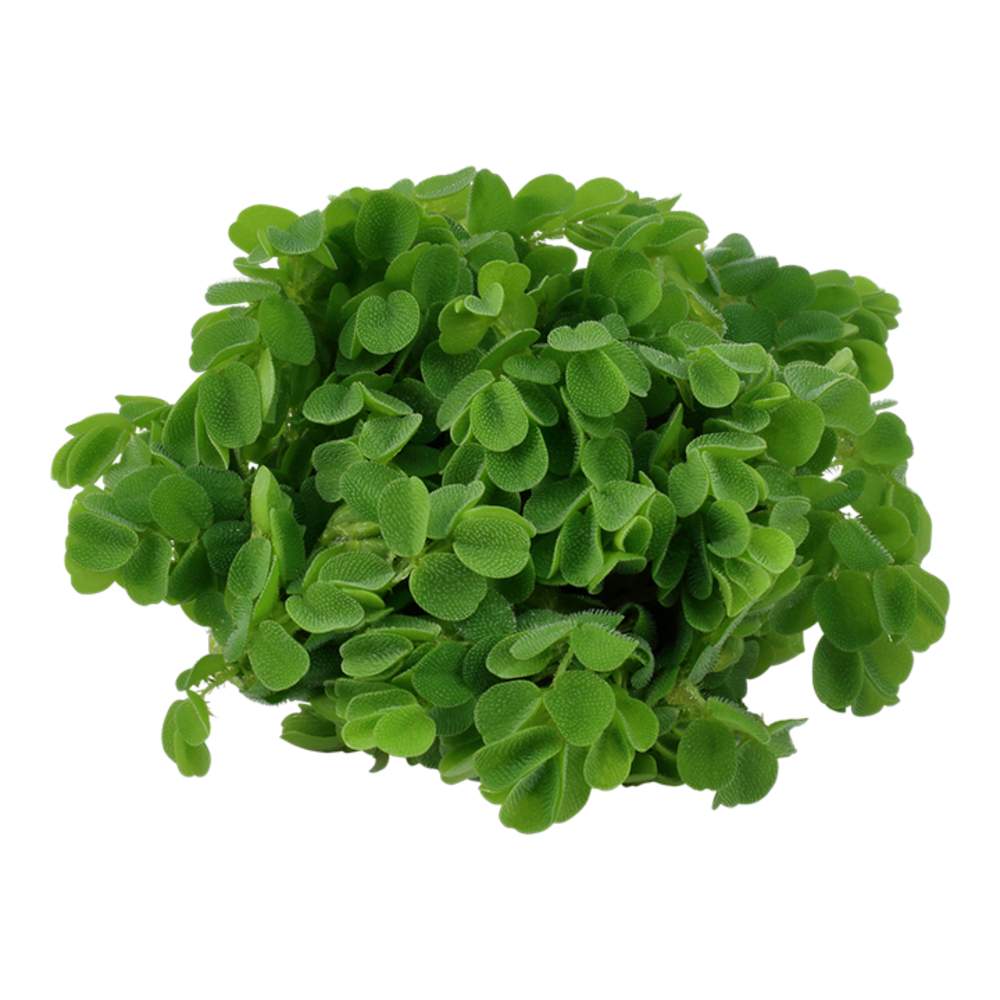 Wasserpflanze Salvinia minima Wasserpflanze Salvinia minima