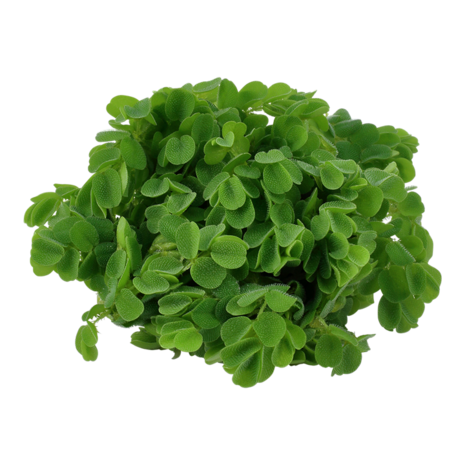 Wasserpflanze Salvinia minima Wasserpflanze Salvinia minima