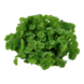 Wasserpflanze Salvinia minima Wasserpflanze Salvinia minima