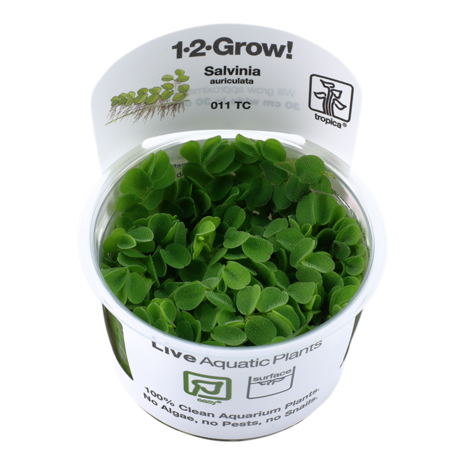 Waterplant Salvinia minima Waterplant Salvinia minima