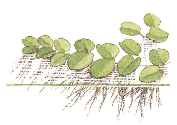 Wasserpflanze Salvinia minima Wasserpflanze Salvinia minima