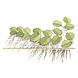 Waterplant Salvinia minima Waterplant Salvinia minima
