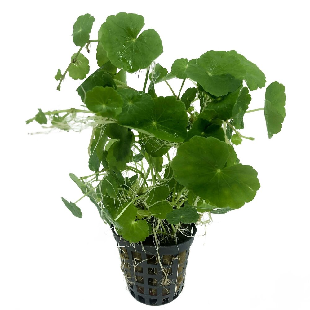 Wasserpflanze Hydrocotyle Leucocephala im Topf Wasserpflanze Hydrocotyle Leucocephala im Topf
