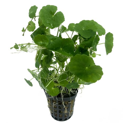 Wasserpflanze Hydrocotyle Leucocephala im Topf Wasserpflanze Hydrocotyle Leucocephala im Topf