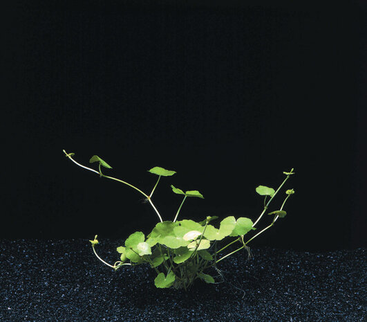 Wasserpflanze Hydrocotyle Leucocephala im Topf Wasserpflanze Hydrocotyle Leucocephala im Topf