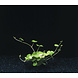 Wasserpflanze Hydrocotyle Leucocephala im Topf Wasserpflanze Hydrocotyle Leucocephala im Topf