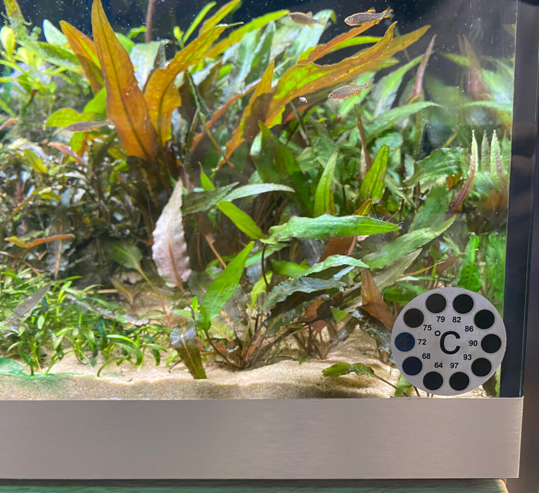 AquastoreXL Plakthermometer 18-36 °C AquastoreXL Plakthermometer 18-36 °C