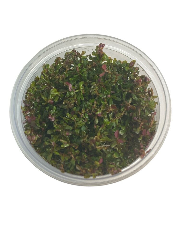 Wasserpflanze Rotala Rotundifolia Hra in-vitro Wasserpflanze Rotala Rotundifolia Hra in-vitro