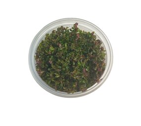 Waterplant Rotala Rotundifolia Hra in-vitro