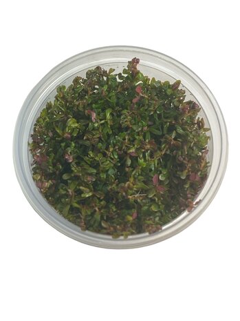 Wasserpflanze Rotala Rotundifolia Hra in-vitro Wasserpflanze Rotala Rotundifolia Hra in-vitro