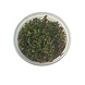 Wasserpflanze Rotala Rotundifolia Hra in-vitro Wasserpflanze Rotala Rotundifolia Hra in-vitro