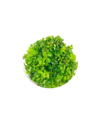 Wasserpflanze Rotala Indica Ammannia Sp. Bonsai in-vitro Wasserpflanze Rotala Indica Ammannia Sp. Bonsai in-vitro
