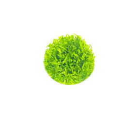 Wasserpflanze Pogostemon Helferi in-vitro