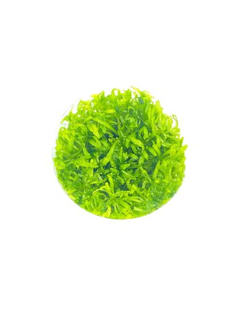 Wasserpflanze Pogostemon Helferi in-vitro Wasserpflanze Pogostemon Helferi in-vitro