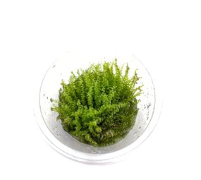 Wasserpflanze Plagiomnium Affine in-vitro