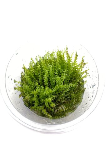 Wasserpflanze Plagiomnium Affine in-vitro Wasserpflanze Plagiomnium Affine in-vitro