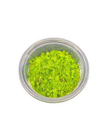 Wasserpflanze Micranthemum Sp. Montecarlo in-vitro Wasserpflanze Micranthemum Sp. Montecarlo in-vitro