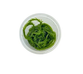 Waterplant Mayaca Fluviatilis in-vitro