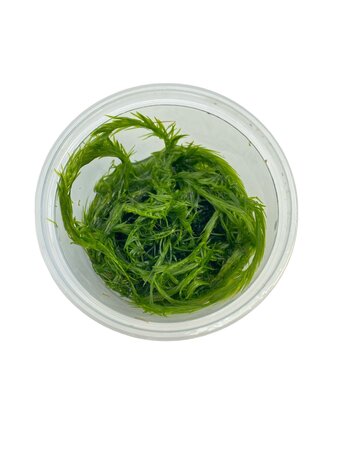 Wasserpflanze Mayaca Fluviatilis in-vitro