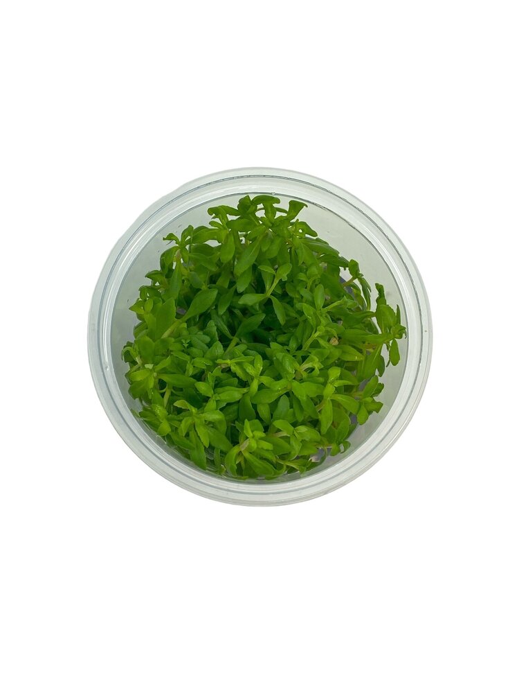 Wasserpflanze Limnophila Sp. Vietnam in-vitro Wasserpflanze Limnophila Sp. Vietnam in-vitro