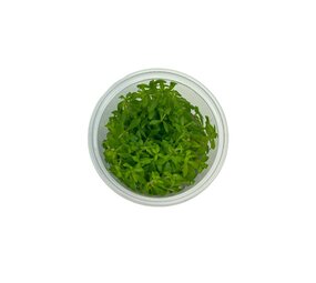 Wasserpflanze Limnophila Sp. Vietnam in-vitro