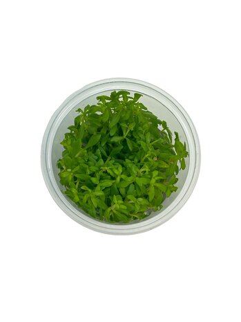Wasserpflanze Limnophila Sp. Vietnam in-vitro Wasserpflanze Limnophila Sp. Vietnam in-vitro