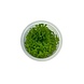 Wasserpflanze Limnophila Sp. Vietnam in-vitro Wasserpflanze Limnophila Sp. Vietnam in-vitro