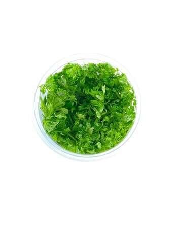 Wasserpflanze Limnophila Australis in-vitro Wasserpflanze Limnophila Australis in-vitro