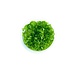 Wasserpflanze Limnophila Australis in-vitro Wasserpflanze Limnophila Australis in-vitro