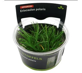 Waterplant Eriocaulon polaris in-vitro