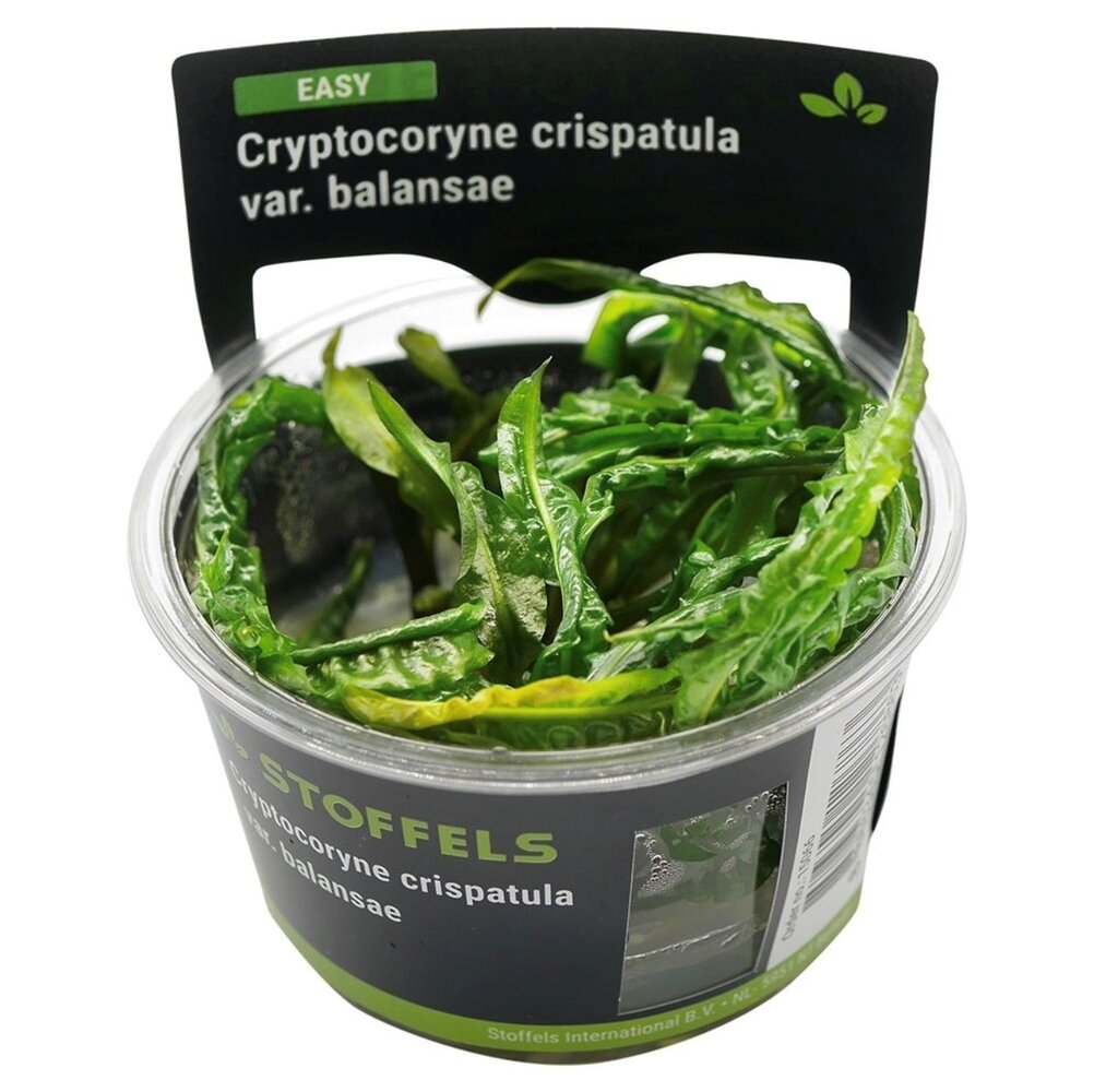 Waterplant Cryptocoryne crispatula in-vitro