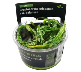Wasserpflanze Cryptocoryne crispatula in-vitro