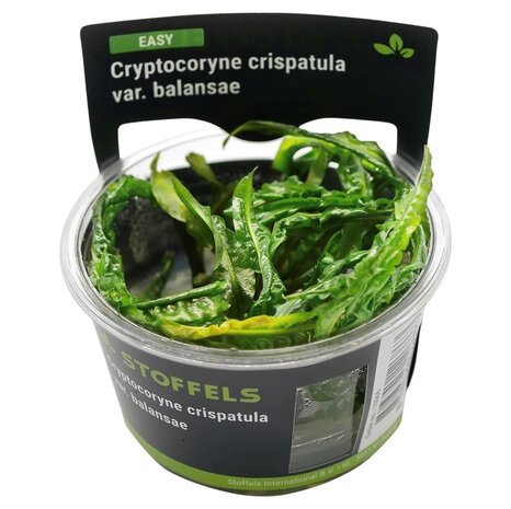 Waterplant Cryptocoryne crispatula in-vitro