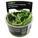 Waterplant Cryptocoryne crispatula in-vitro