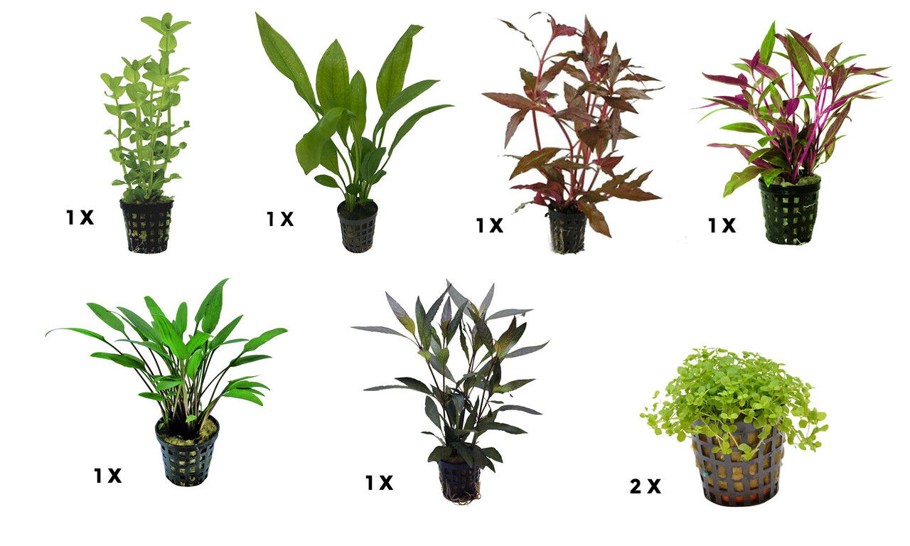 AquastoreXL Pflanzenpaket Medium 3 AquastoreXL Pflanzenpaket Medium 3