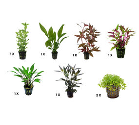 AquastoreXL Pflanzenpaket Medium 3 AquastoreXL Pflanzenpaket Medium 3