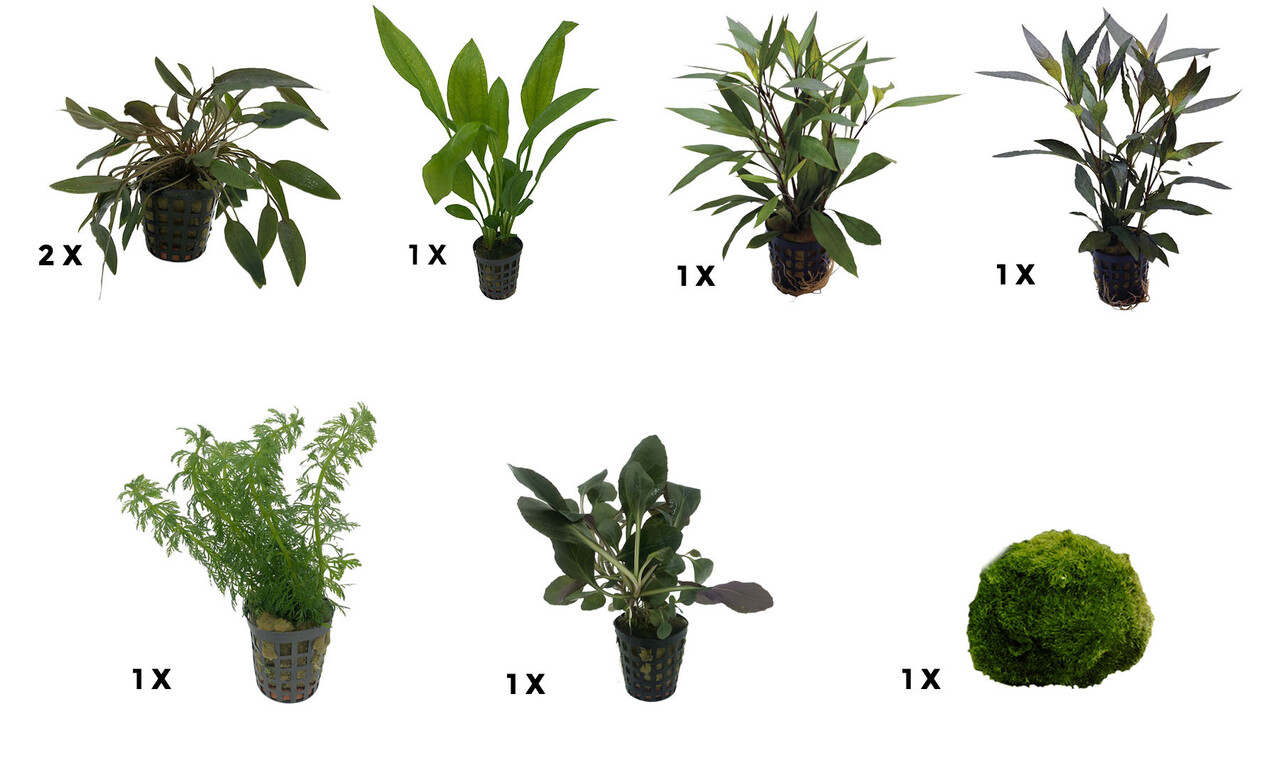 AquastoreXL Pflanzenpaket Medium 2