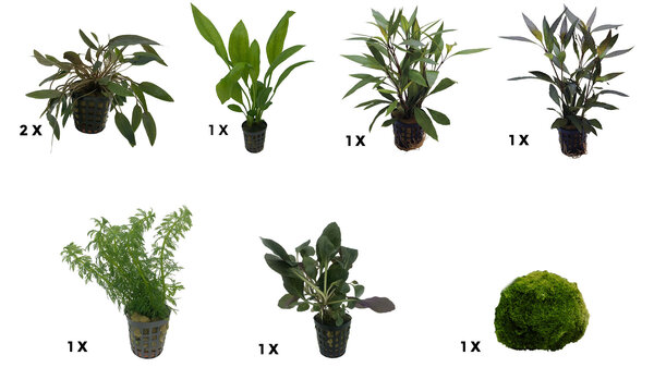 AquastoreXL Pflanzenpaket Medium 2