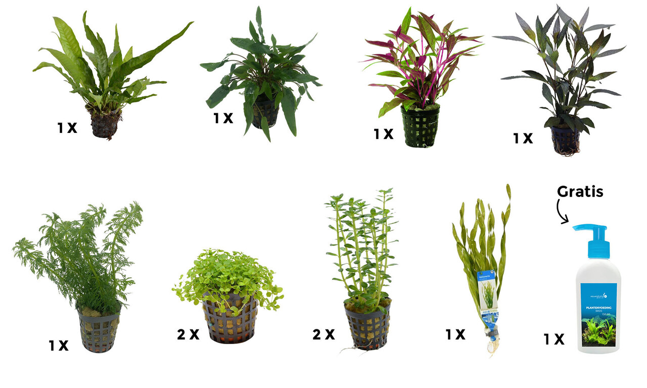 AquastoreXL Pflanzenpaket Large 3 AquastoreXL Pflanzenpaket Large 3