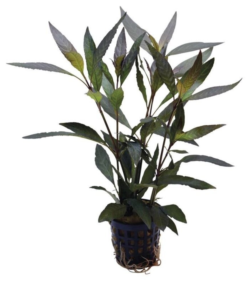 AquastoreXL Pflanzenpaket Large 3 AquastoreXL Pflanzenpaket Large 3