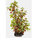 Superfish Art Plant 25cm Rotala Superfish Art Plant 25cm Rotala
