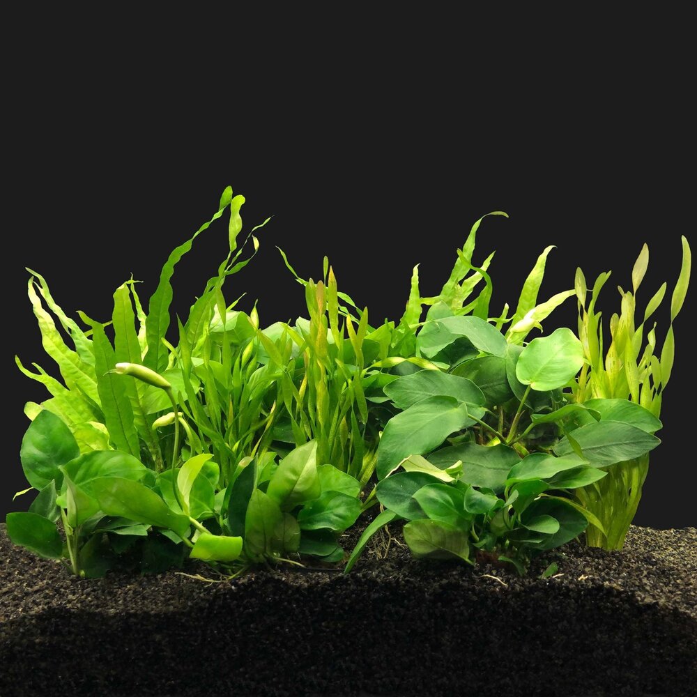 Waterplant Pflanzenpaket Aquarium Malawi Cichliden Waterplant Pflanzenpaket Aquarium Malawi Cichliden