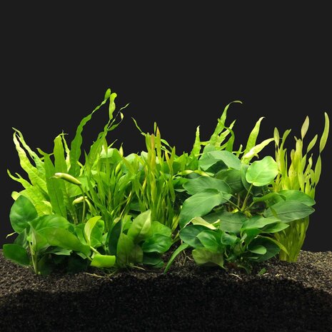 Wasserpflanze Pflanzenpaket Aquarium Malawi Cichliden Wasserpflanze Pflanzenpaket Aquarium Malawi Cichliden