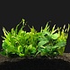 Waterplant Pflanzenpaket Aquarium Malawi Cichliden Waterplant Pflanzenpaket Aquarium Malawi Cichliden