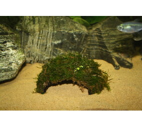 Wasserpflanze Pflanzenpaket Garnelen 1